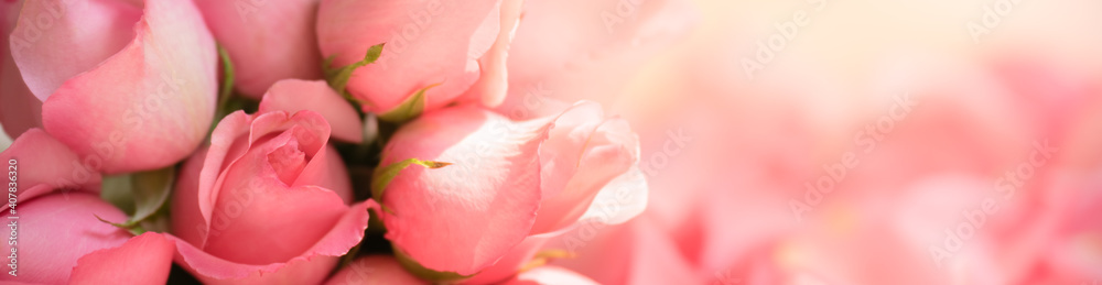 Nature of rose flower in garden using as background natural flora valentine's day cover page