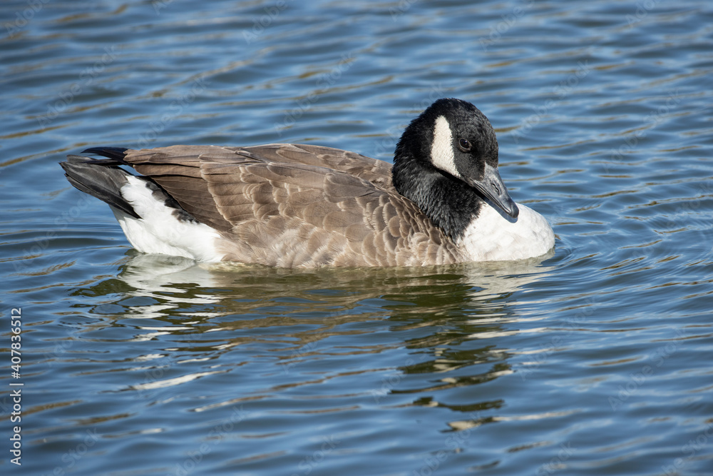 Fototapeta premium Canada Goose Swimming on Pond