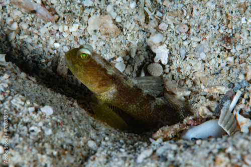 Black Shrimp-Goby Cryptocentrus fasciatus