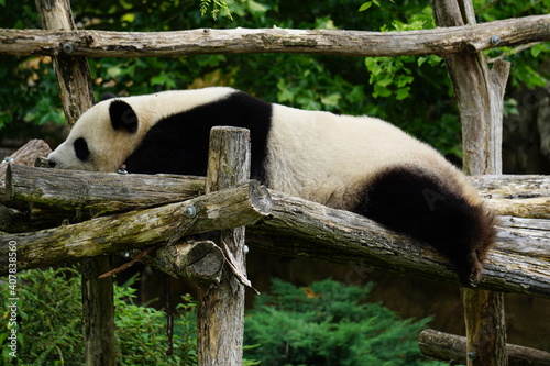 Fototapeta Naklejka Na Ścianę i Meble -  giant panda bear taking a nap
