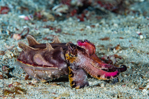 Flamboyant Cuttlefish Metasepia pfefferi