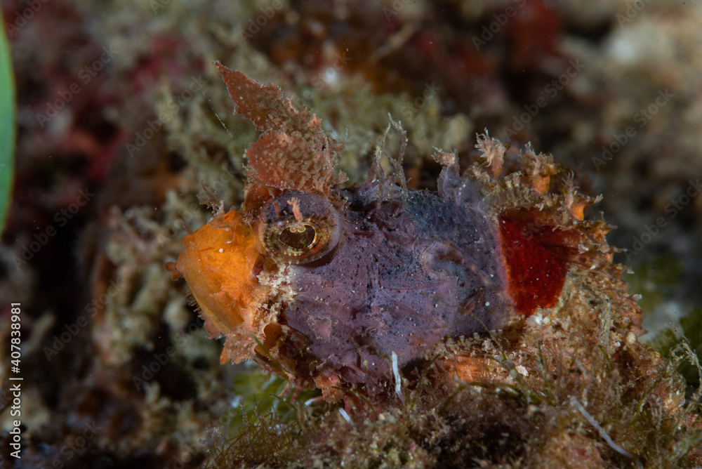 Mozambique Scorpionfish Parascorpaena mossambica Mozambique Scorpionfish Parascorpaena mossambica