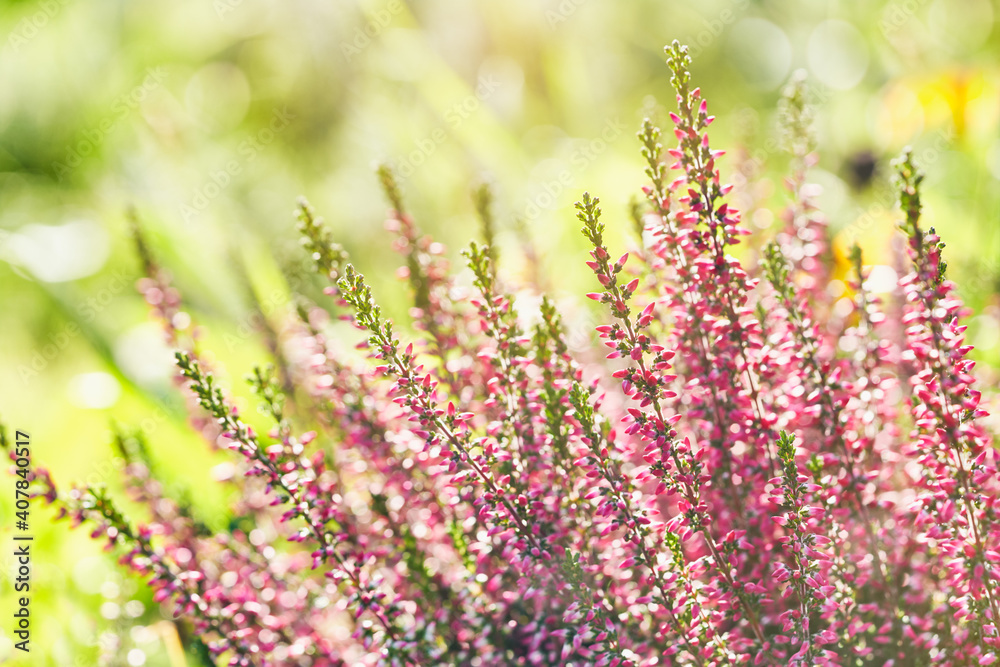 Obraz premium Heather flowers. Bright natural yellow-green background.