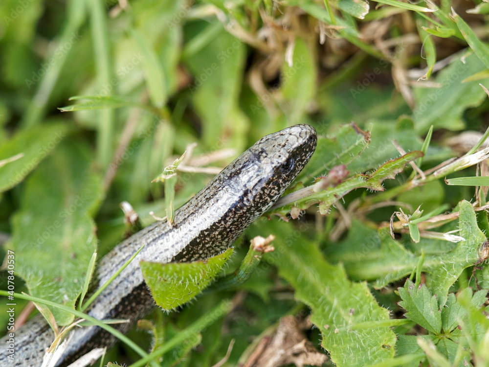 (Anguis fragilis) Tête tubulaire d'orvet fragile ou serpent verre, museau arrondi, iris rond, écailles de couleur gris noir à reflets bleutés