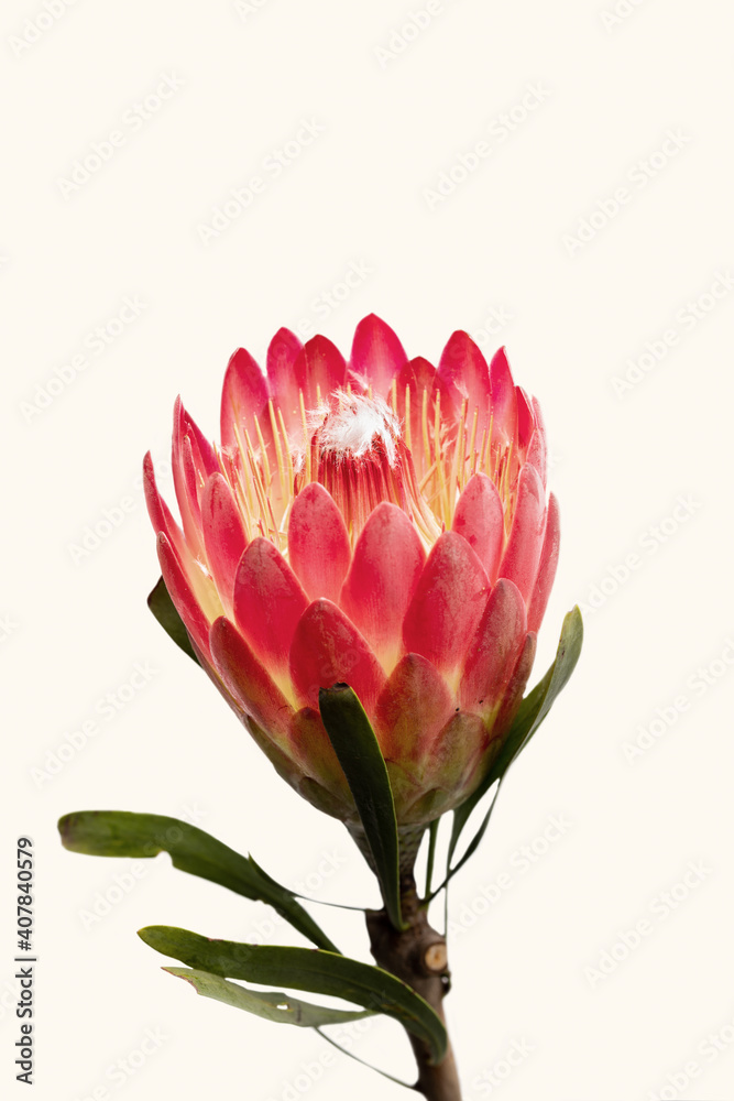 Fototapeta premium Close-up of a protea flower isolated on white background