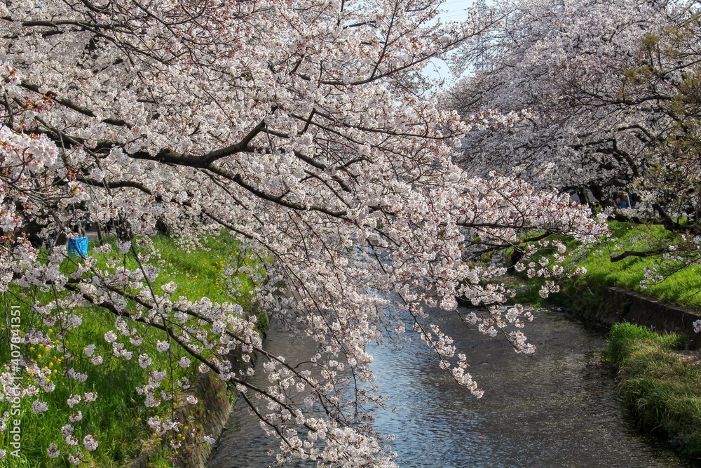 五条川の岩倉桜まつり 五条川の岩倉桜まつり