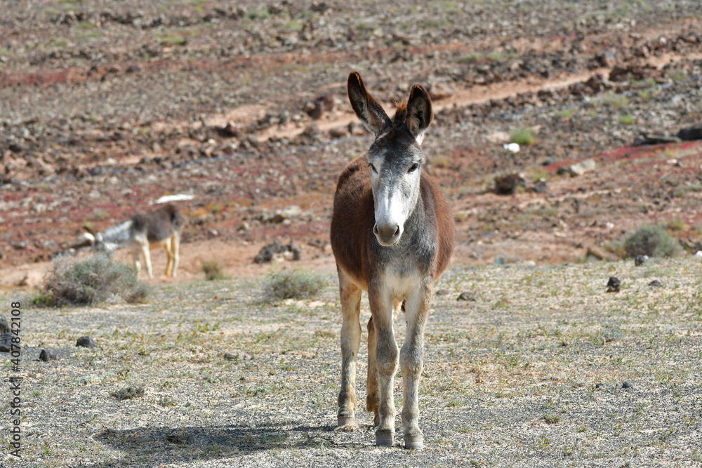 A donkey in the barren landscape of Lanzarote, Spain.