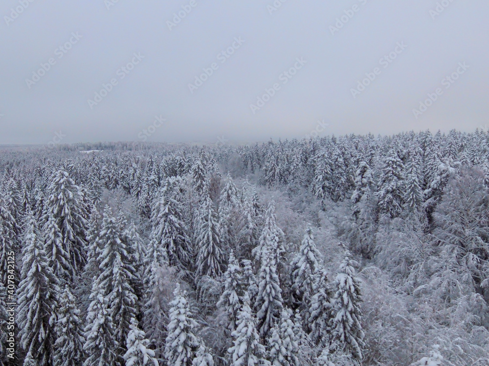 White fluffy snow on fir trees in winter forest, aerial view White fluffy snow on fir trees in winter forest, aerial view