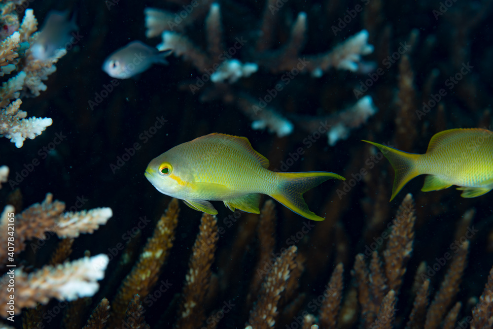 Threadfin Anthias Pseudanthias huchtii Threadfin Anthias Pseudanthias huchtii