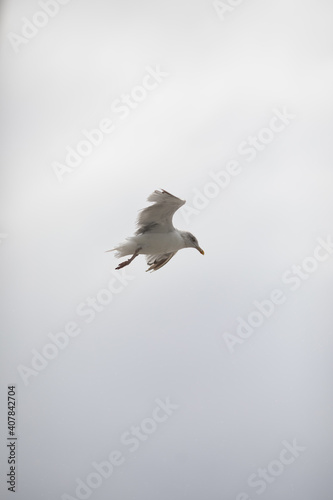 Vertical selective focus shot of a flying seagulll photo