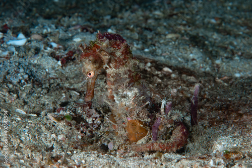Queensland Seahorse Hippocampus spinosissimus