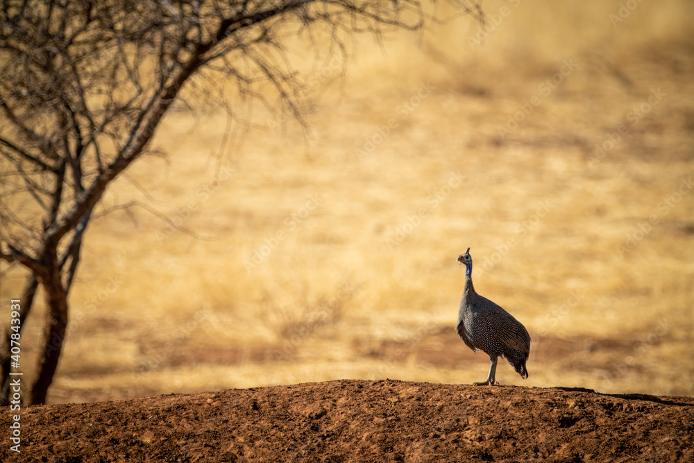 Helmeted guineafowl on earth bank near tree Helmeted guineafowl on earth bank near tree