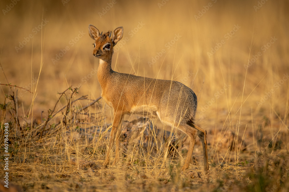 Kirk dik-dik stands in grass turning head Kirk dik-dik stands in grass turning head