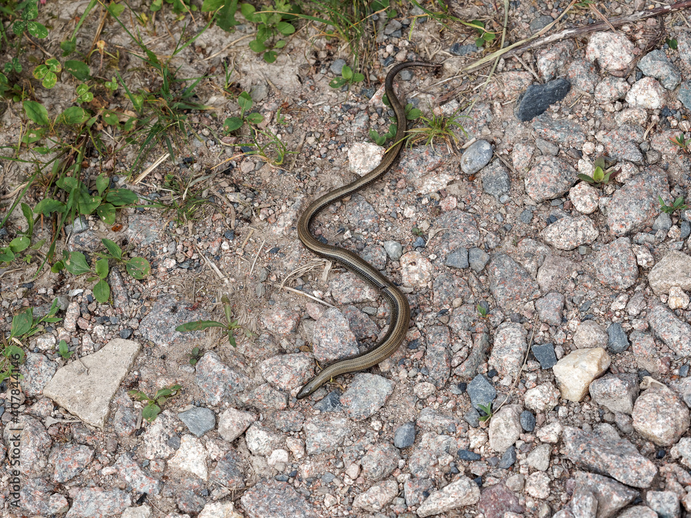 (Anguis fragilis) Orvet fragile ou orvet commun aux écailles couleur marron clair à cuivré se déplaçant comme un serpent à l'ombre d'un sentier en Forêt-Noire (Allemagne) (Anguis fragilis) Orvet fragile ou orvet commun aux écailles couleur marron clair à cuivré se déplaçant comme un serpent à l'ombre d'un sentier en Forêt-Noire (Allemagne)