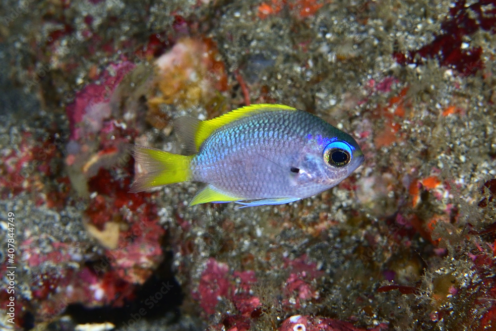ゲッコウスズメダイの幼魚 ゲッコウスズメダイの幼魚