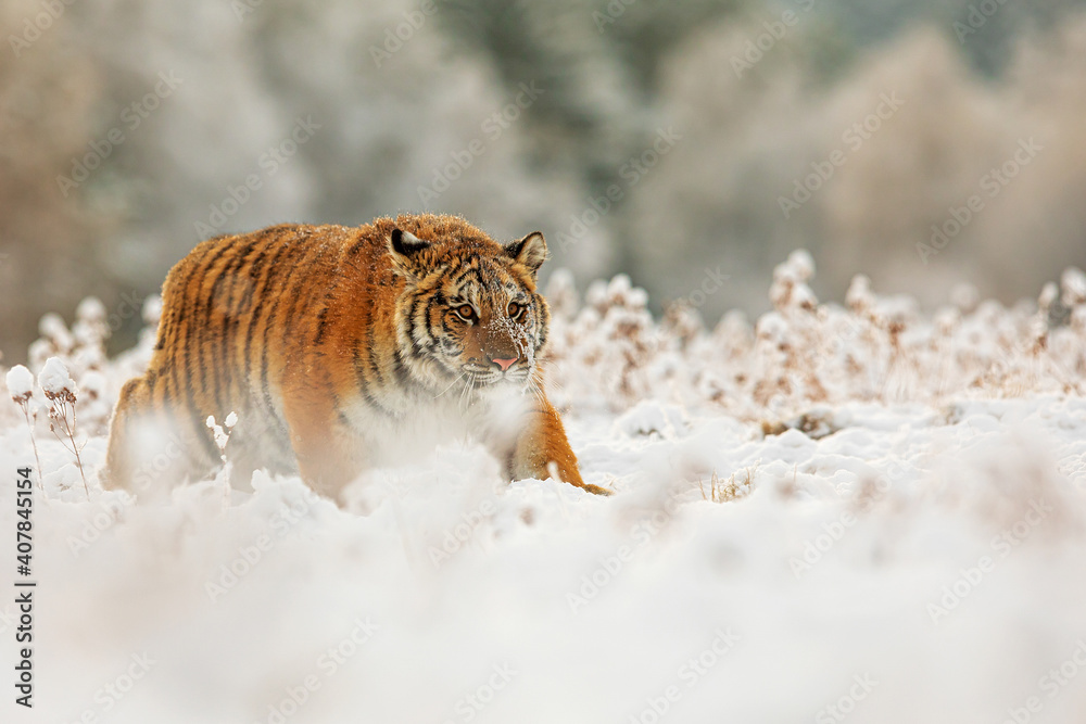 Obraz premium young male Siberian tiger (Panthera tigris tigris) sneaks up for prey through a snowy landscape