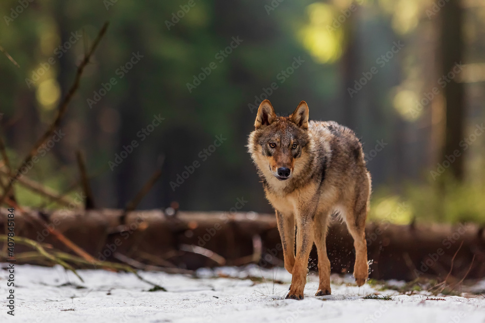 Fototapeta premium male gray wolf (Canis lupus) nice portrait in the winter forest