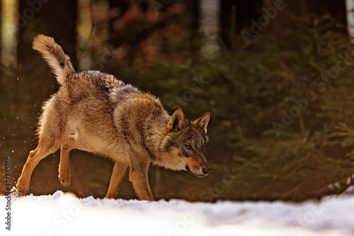 male gray wolf  Canis lupus  he runs away with his head above the ground and snow