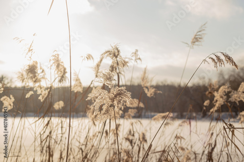 Fototapeta Naklejka Na Ścianę i Meble -  Winter landscape with pampass grass by the lake against cloudy sky. Natural trendy background