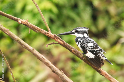 Pied kingfisher (Ceryle rudis) is a species of water kingfisher.  This kingfisher mainly perceive at Terai area of Nepal. photo