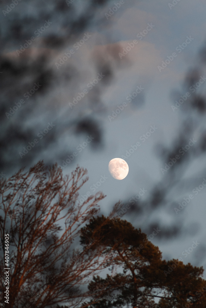 Fototapeta premium Vollmond im Sonnenuntergang eingerahmt von Ästen 