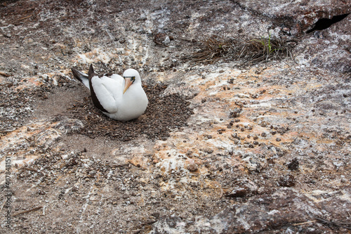Nazca booby (Sula granti) on ground nesting site. Genovesa Island, Galapagos Islands, Ecuador
