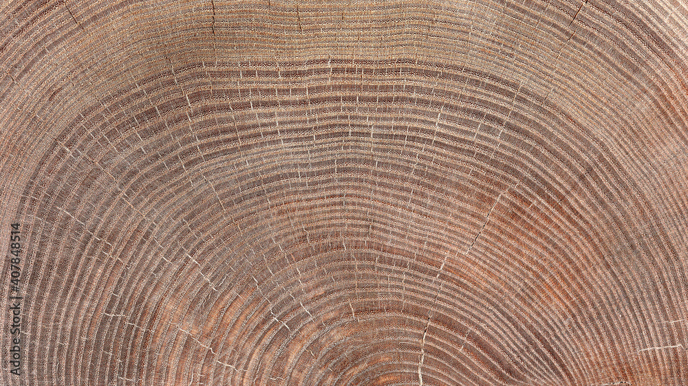 A close up of the cut texture cork tree