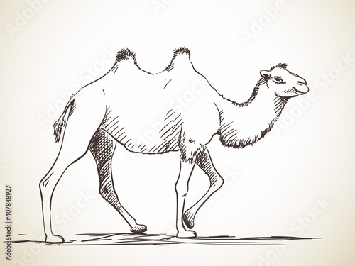 Valokuvatapetti camel