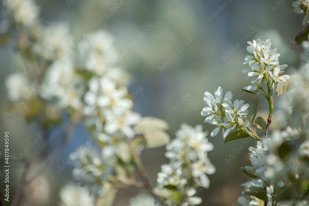 white flower. on the branch of the tree Bunches of plum apricot, cherry, Apple blossom with white flowers.