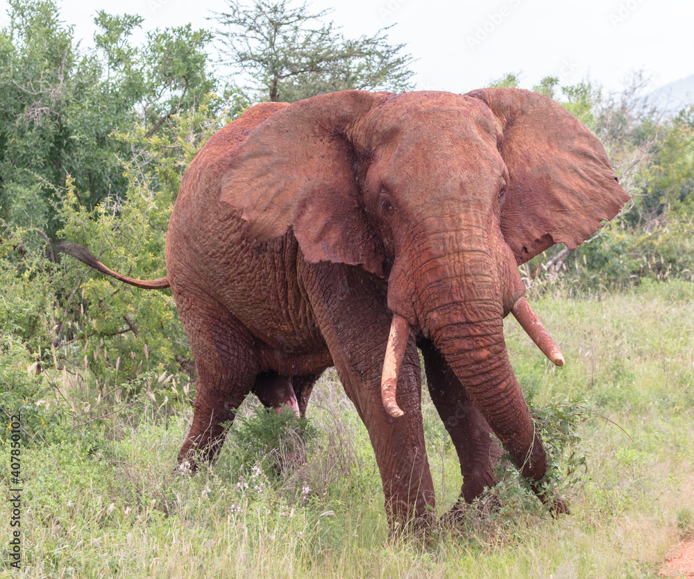 Fototapeta premium large red tsavo elephant bull charging