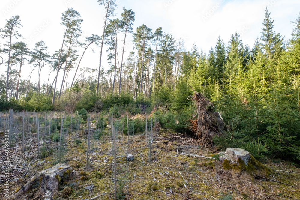 Fortswirtschaft: Aufforsten - Kleine Bäume mit Schutzmanschetten gegen Wildverbiss auf einer Wald-Lichtung
