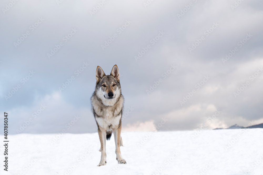 Fototapeta premium wolfdog on a snow looking into a camera