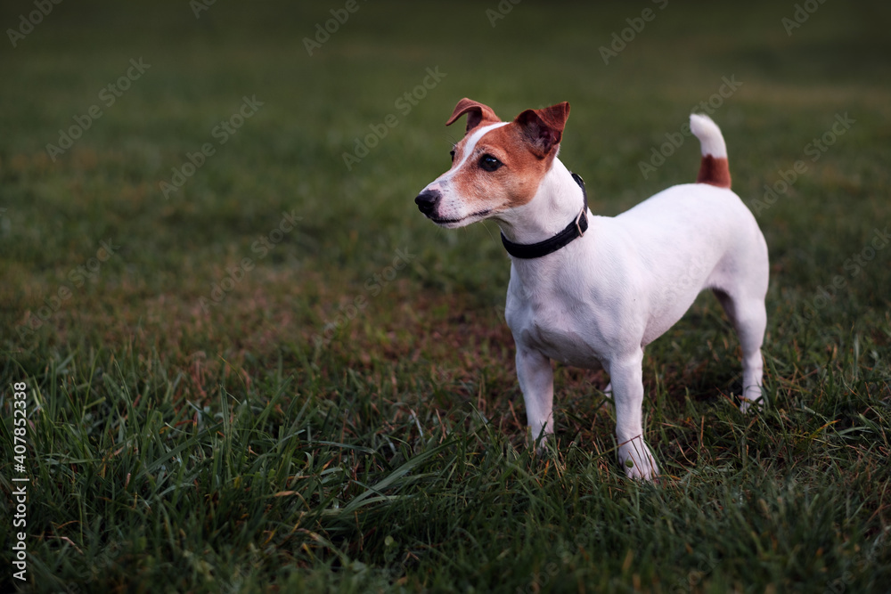 dog, jack russell terrier standing on the green grass