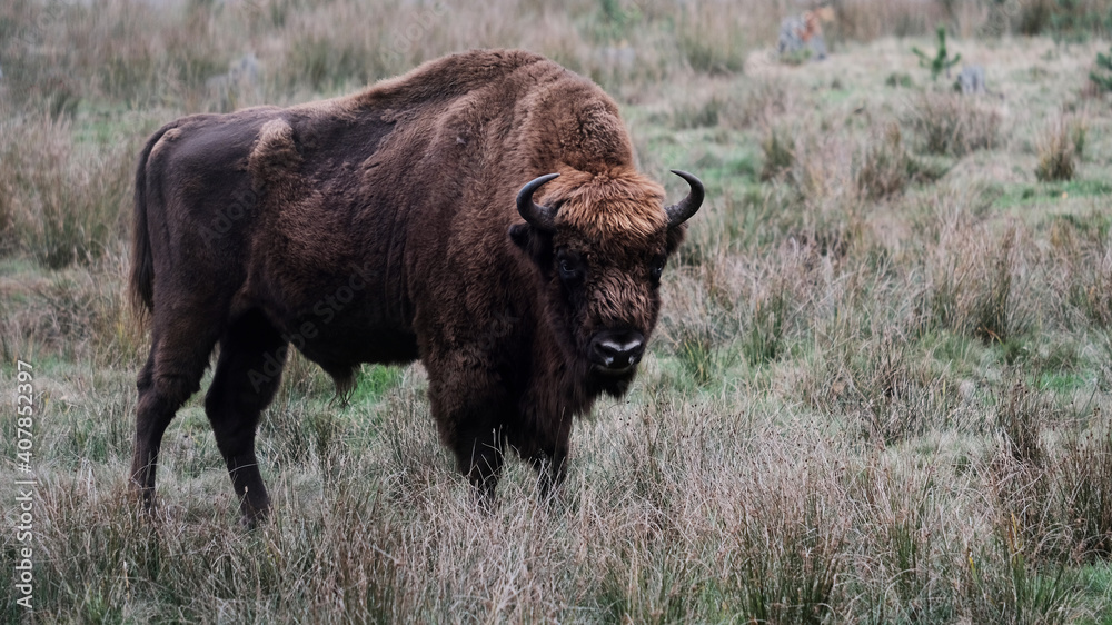 The European bison (Bison bonasus)