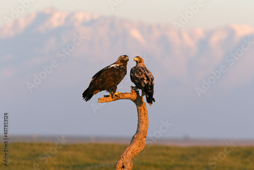 Four year old male and adult female Spanish imperial eagle at their favorite watchtower with the first light of dawn © Jesus