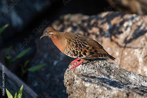 Galapagos Dove (Zenaida galapagoensis) perched on a rock on Genovesa, Galapagos islands, Ecuador, South America photo