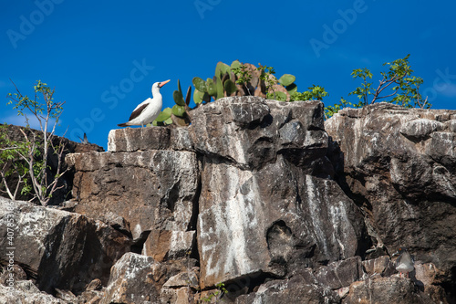 Nazca booby (Sula granti) on the rocks of Prince Phillip's Steps on Genovesa Island, Galapagos Islands, Ecuador  