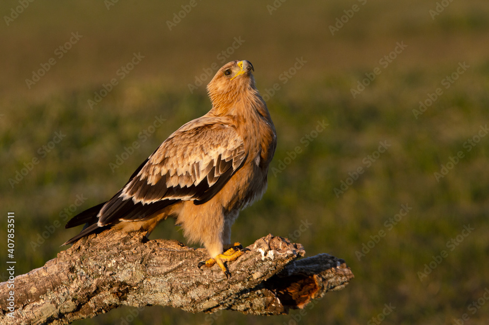 Fototapeta premium One year old Spanish Imperial Eagle in the first light of dawn on a cold winter day