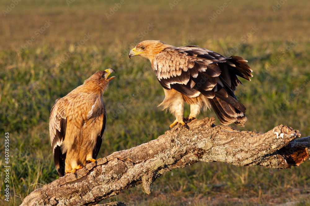 One year old male and female Spanish Imperial Eagle with the first light of day One year old male and female Spanish Imperial Eagle with the first light of day
