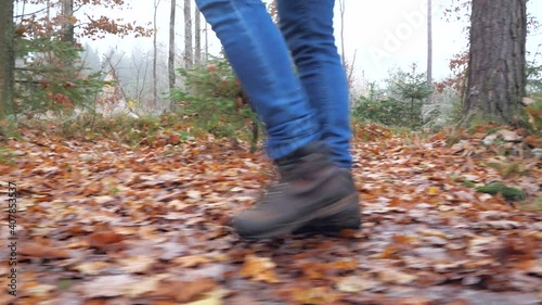 Walking in the woods with a dog breed Australian Blue heeler. Adult strong adolescent and  faithful friend. On the yellow orange autumn background of forest in rainy day