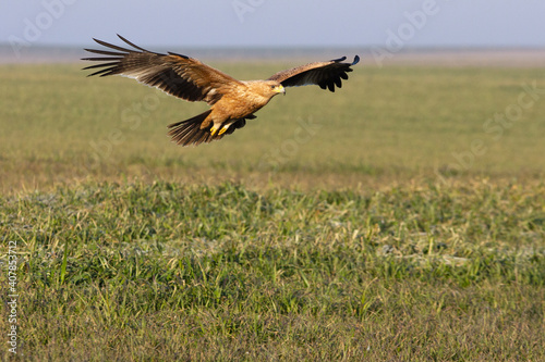 One year old female Spanish imperial eagle flying with the first light of dawn on a winter day © Jesus