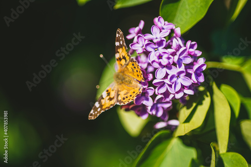 Canvas Print Orange butterfly sitting on thew lilac tree flowers.