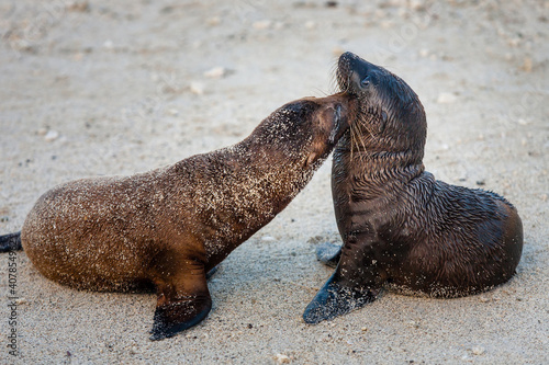 Galapagos sea lions. Cute young seals kissing on the beach of Galapagos Islands. Kissing baby animals. Ecuador.