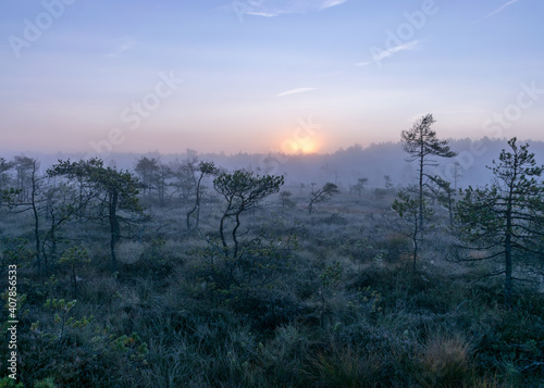 Foto misty mire landscape with swamp pines and traditional mire vegetation, fuzzy bac