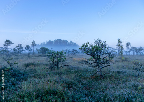 misty mire landscape with swamp pines and traditional mire vegetation  fuzzy background  fog in bog  twilight