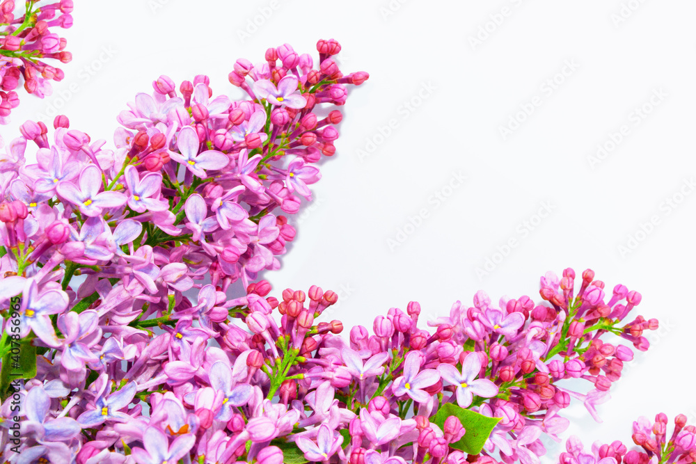 spring flowers lilac isolated on white background. spring flowers lilac isolated on white background.