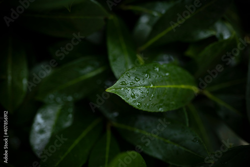 Stunning view of some Cherry Laurel leaves with water droplets forming a natural background. Cherry Laurel  Prunus laurocerasus  Rotundifolia   is one of the most versatile hedging species.