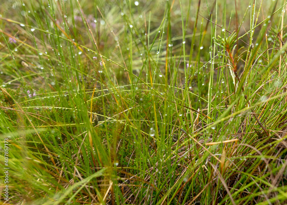 boggy forest vegetation, plants, grass, moss in the rain, autumn
