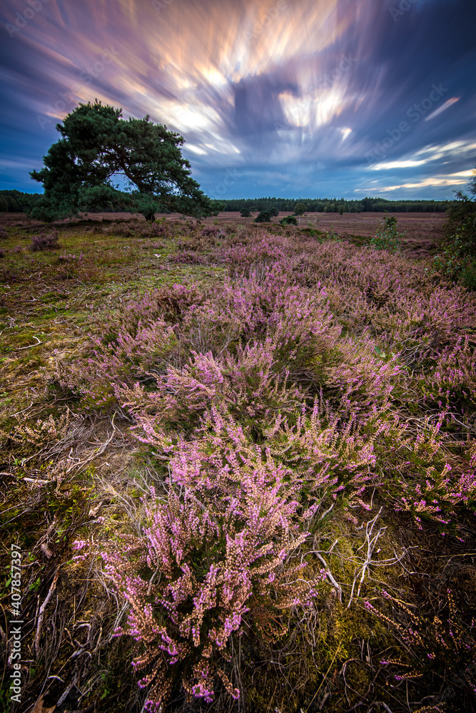 Fototapeta premium Blooming Heather fields, purple pink on the Veluwe Netherlands. Holland