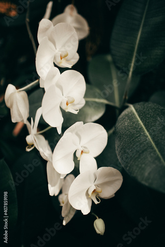 Beautiful white archid blossom, flowers home plant photo